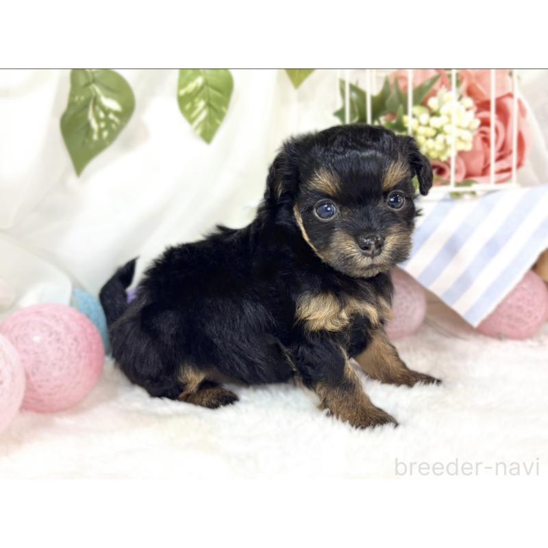 販売中の滋賀県のチワプー:チワワ×トイプードル-439694の2枚目