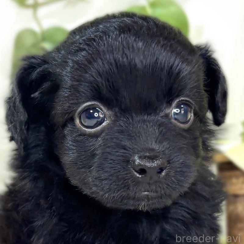 販売中の滋賀県のチワプー:チワワ×トイプードル-439697