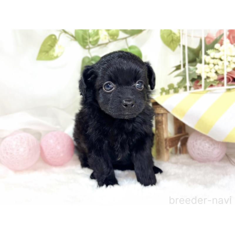 販売中の滋賀県のチワプー:チワワ×トイプードル-439697の4枚目