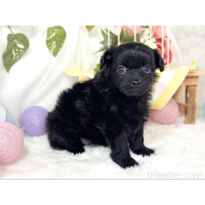 販売中の滋賀県のチワプー:チワワ×トイプードル-439697の3枚目