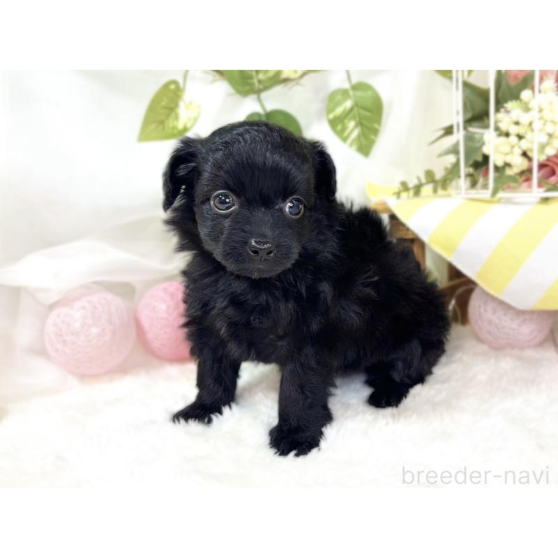 販売中の滋賀県のチワプー:チワワ×トイプードル-439697の2枚目