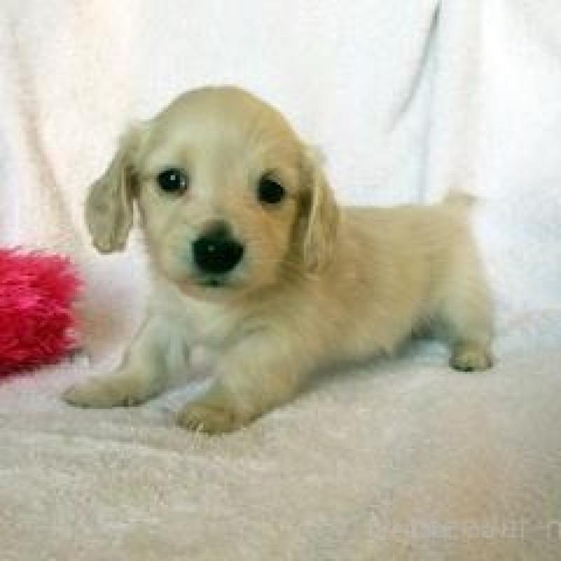 販売中の茨城県のミニチュアダックスフンド(ロングヘアード)-439696の1枚目