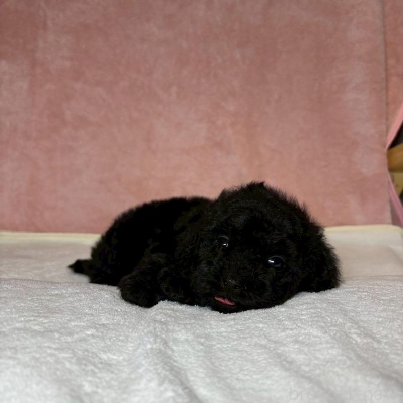 販売中の大阪府のトイプードル-439700の9枚目