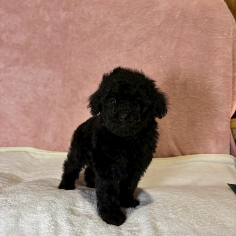 販売中の大阪府のトイプードル-439700の8枚目