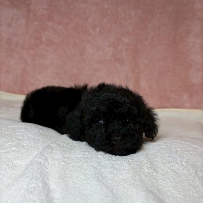 販売中の大阪府のトイプードル-439700の6枚目