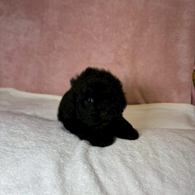 販売中の大阪府のトイプードル-439700の5枚目