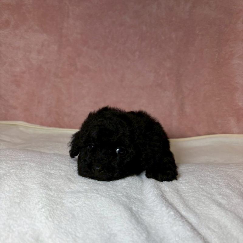 販売中の大阪府のトイプードル-439700の4枚目