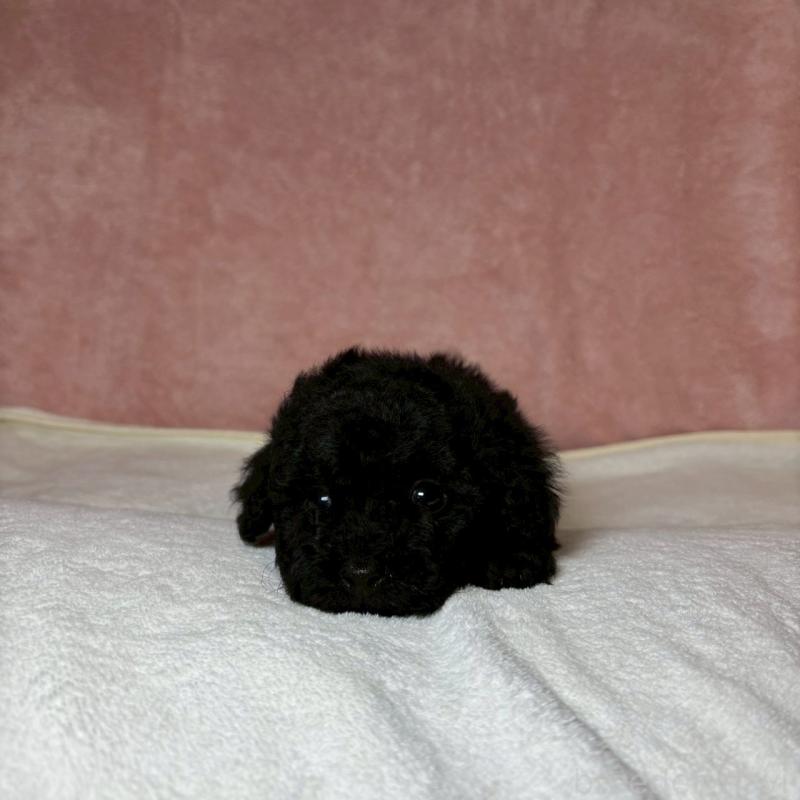 販売中の大阪府のトイプードル-439700の3枚目