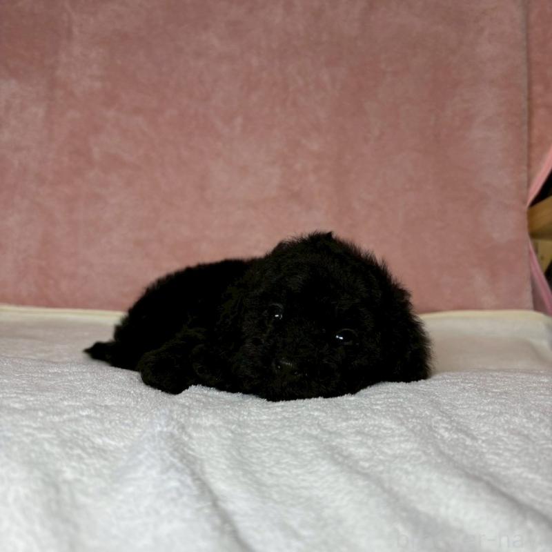 販売中の大阪府のトイプードル-439700の2枚目