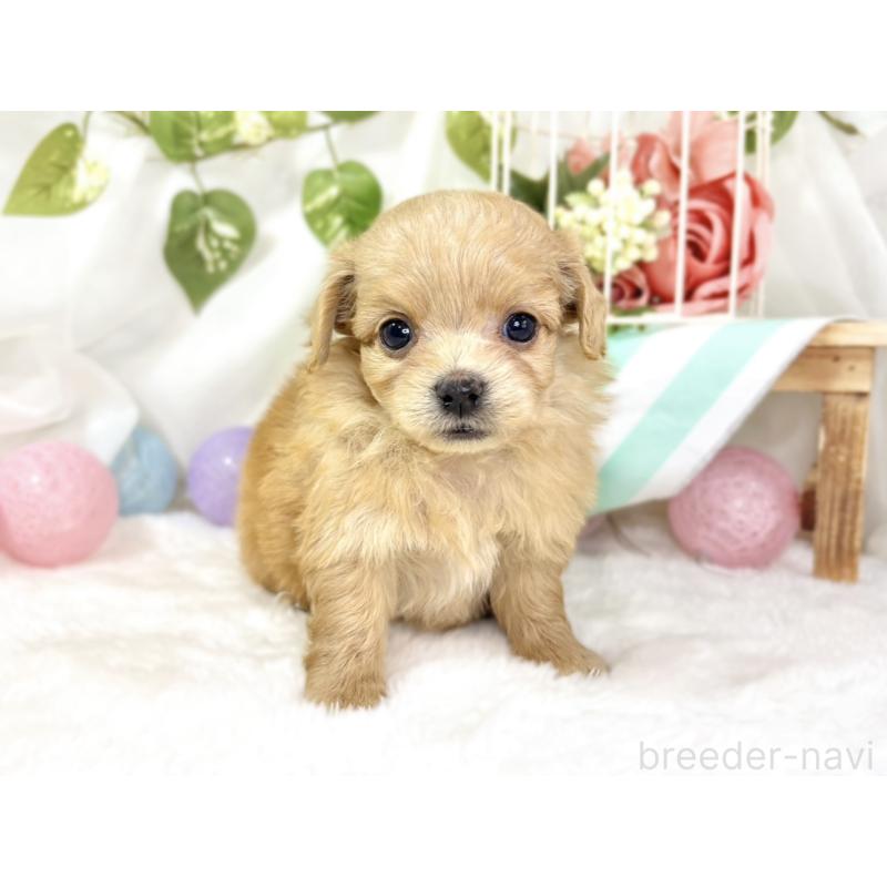 販売中の滋賀県のチワプー:チワワ×トイプードル-439699の4枚目