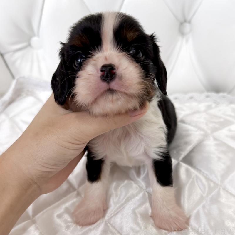 販売中の福岡県のキャバリアキングチャールズスパニエル-439702の8枚目