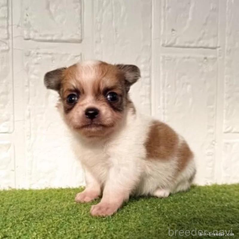 販売中の徳島県のチワワ(ロングコート)-439705