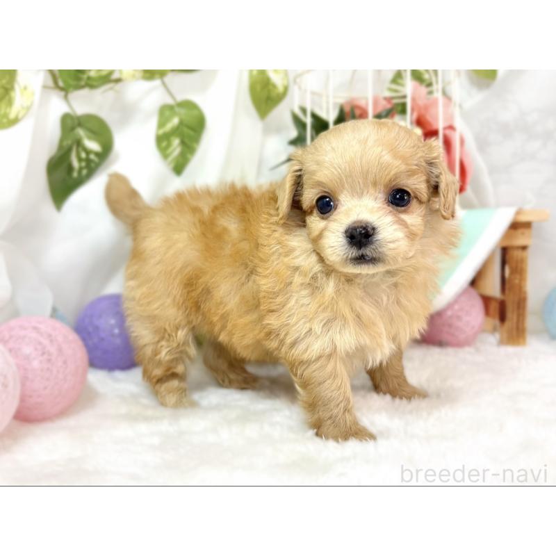 販売中の滋賀県のチワプー:チワワ×トイプードル-439699の3枚目