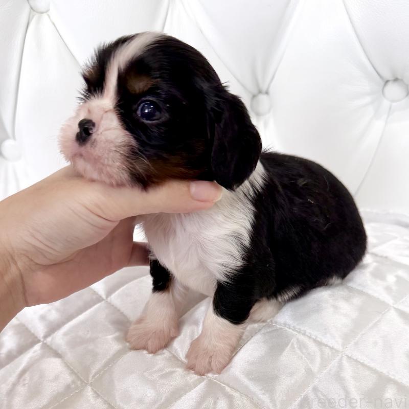 販売中の福岡県のキャバリアキングチャールズスパニエル-439702の7枚目
