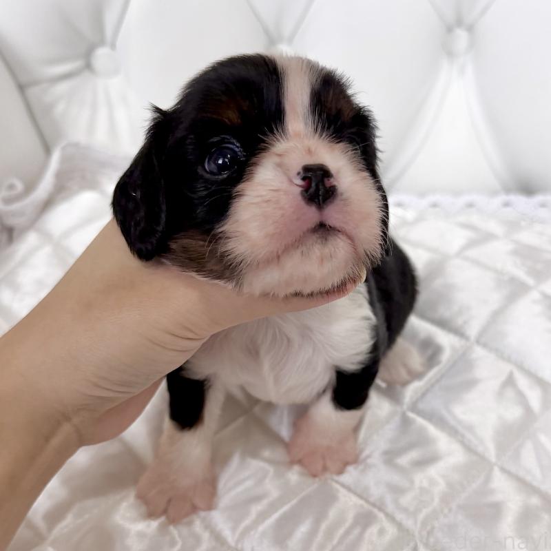 販売中の福岡県のキャバリアキングチャールズスパニエル-439702の5枚目