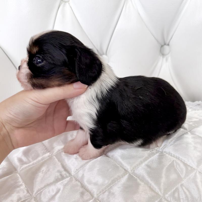 販売中の福岡県のキャバリアキングチャールズスパニエル-439702の4枚目