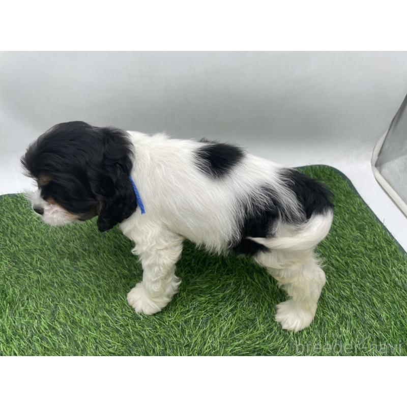 販売中の愛知県のアメリカンコッカースパニエル-439701の5枚目