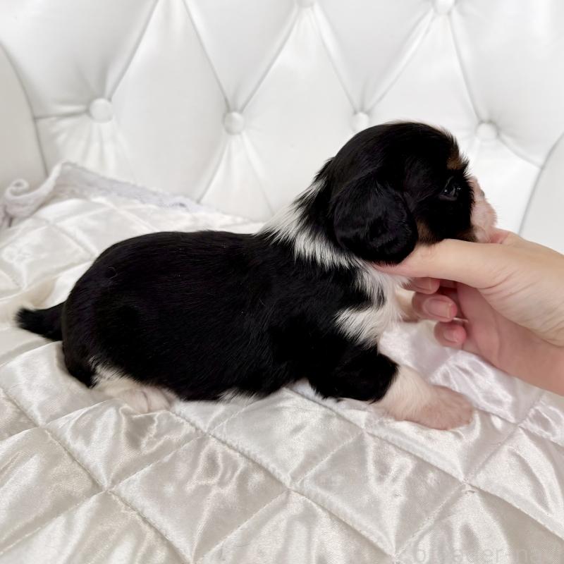 販売中の福岡県のキャバリアキングチャールズスパニエル-439702の3枚目