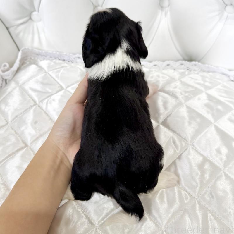 販売中の福岡県のキャバリアキングチャールズスパニエル-439702の2枚目