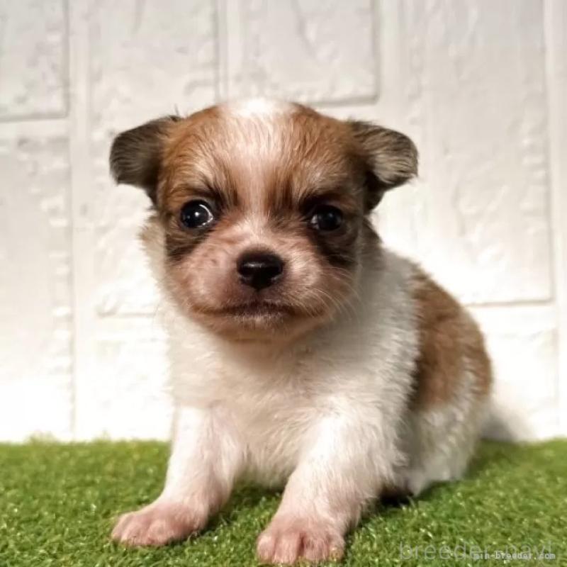 販売中の徳島県のチワワ(ロングコート)-439705の3枚目