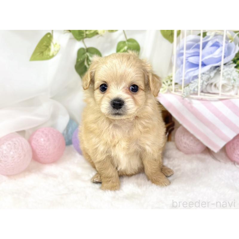 販売中の滋賀県のチワプー:チワワ×トイプードル-439704の4枚目