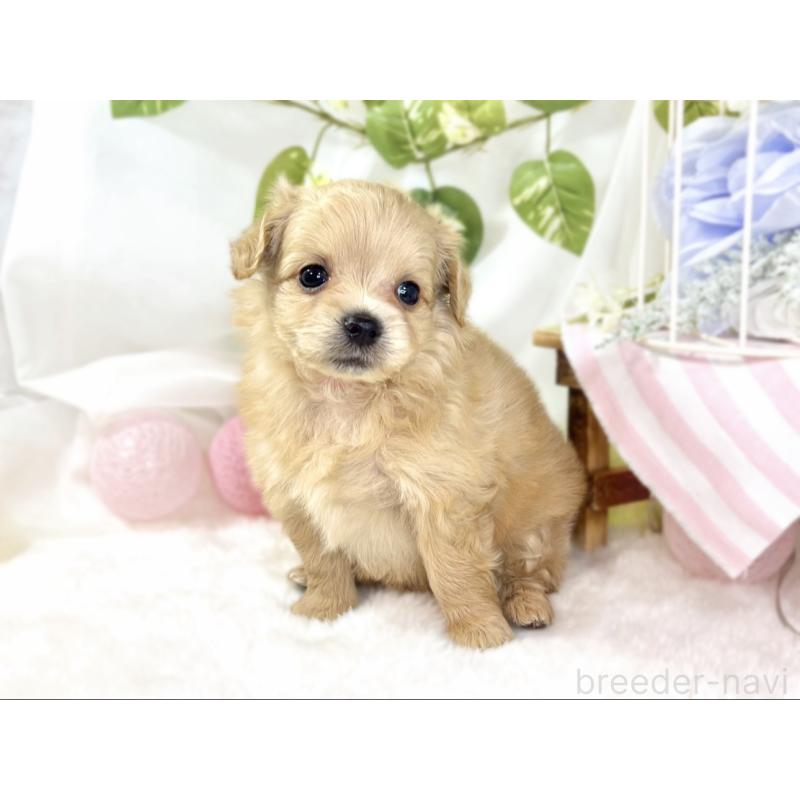 販売中の滋賀県のチワプー:チワワ×トイプードル-439704の3枚目