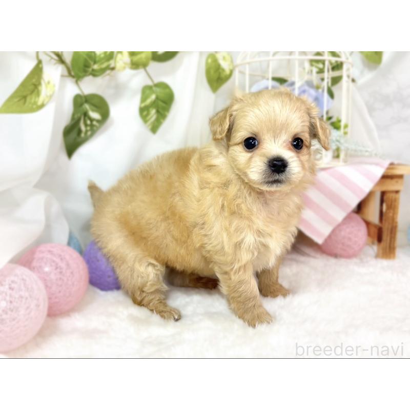 販売中の滋賀県のチワプー:チワワ×トイプードル-439704の2枚目