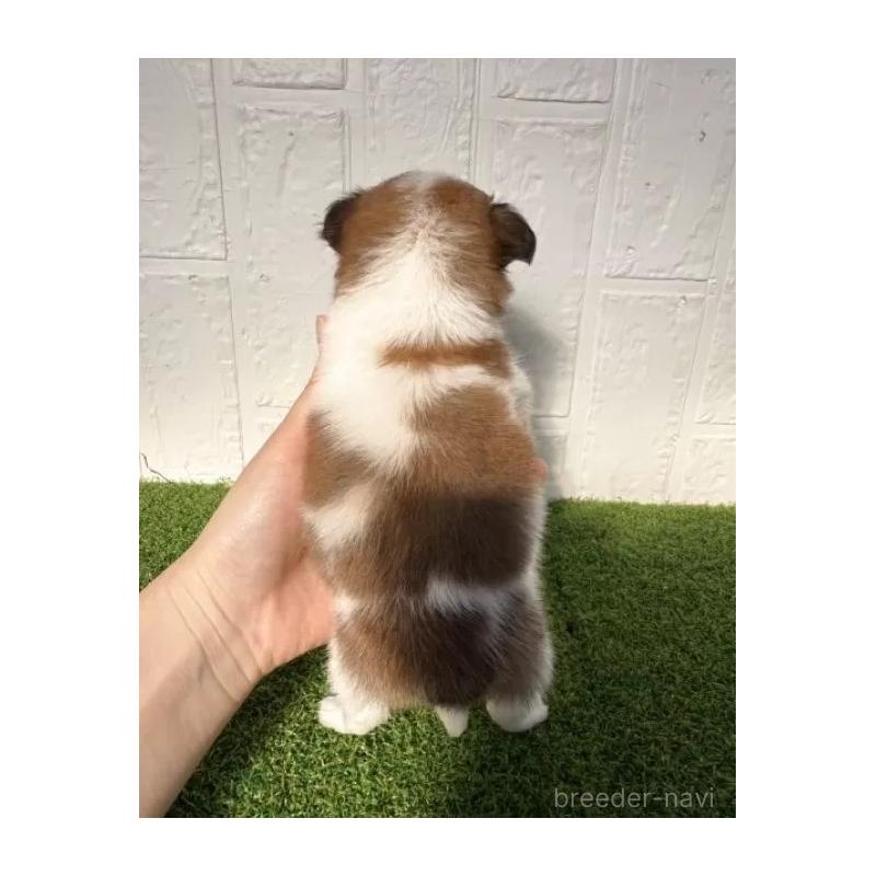 販売中の徳島県のチワワ(ロングコート)-439705の2枚目