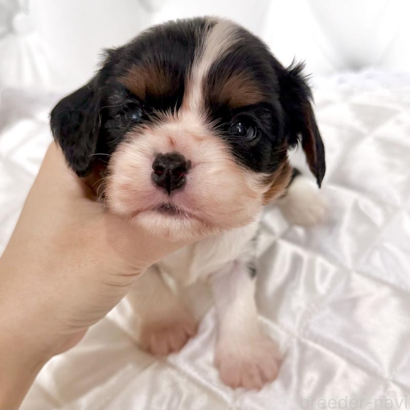 販売中の福岡県のキャバリアキングチャールズスパニエル-439706の8枚目