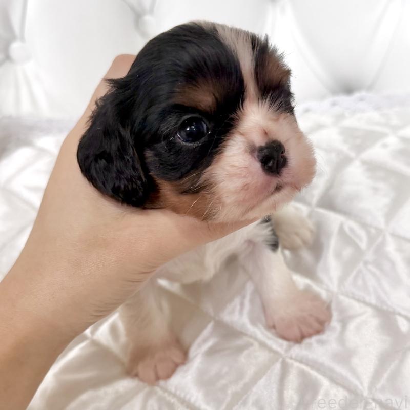 販売中の福岡県のキャバリアキングチャールズスパニエル-439706の7枚目