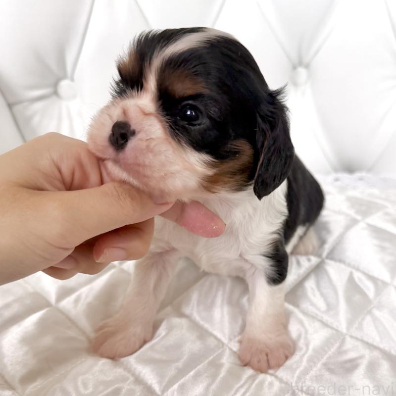 販売中の福岡県のキャバリアキングチャールズスパニエル-439706の6枚目