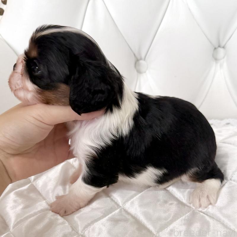 販売中の福岡県のキャバリアキングチャールズスパニエル-439706の4枚目