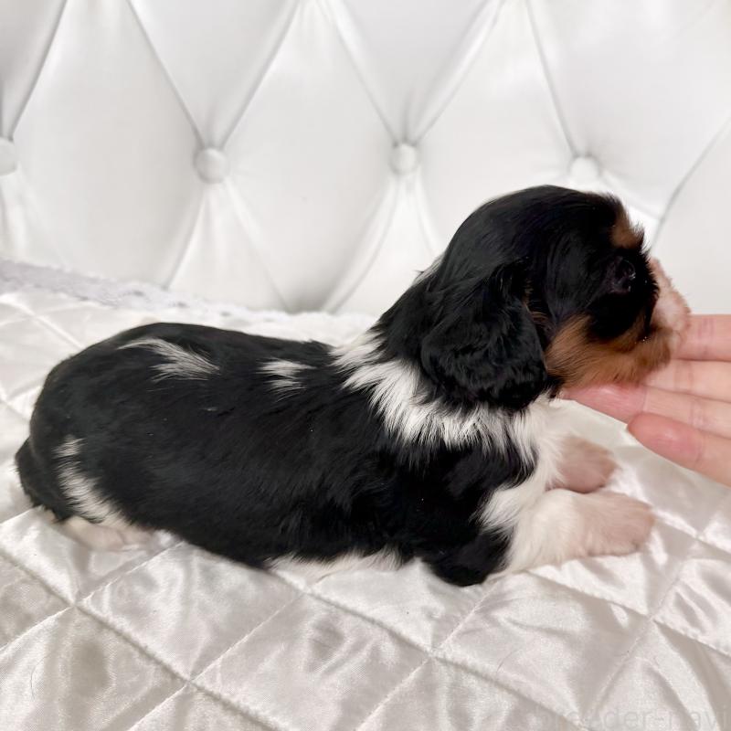 販売中の福岡県のキャバリアキングチャールズスパニエル-439706の3枚目