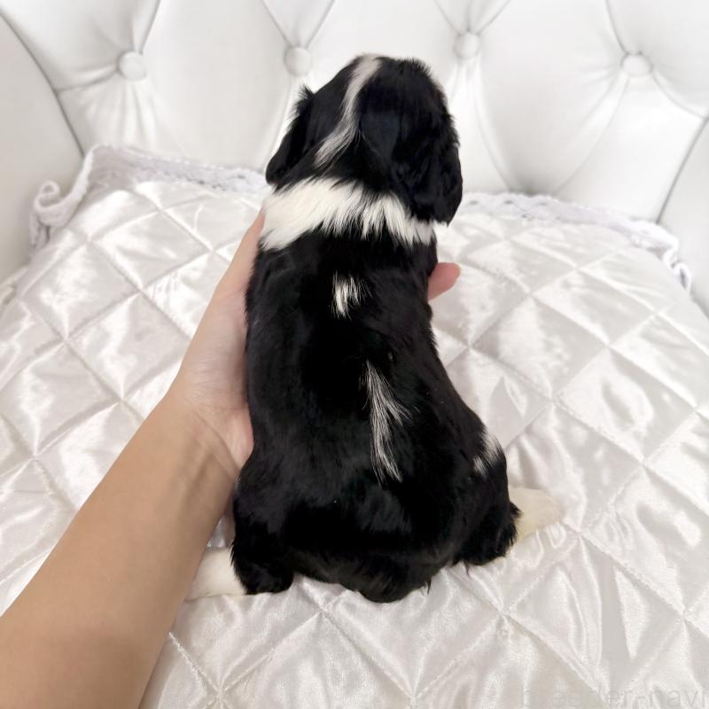 販売中の福岡県のキャバリアキングチャールズスパニエル-439706の2枚目