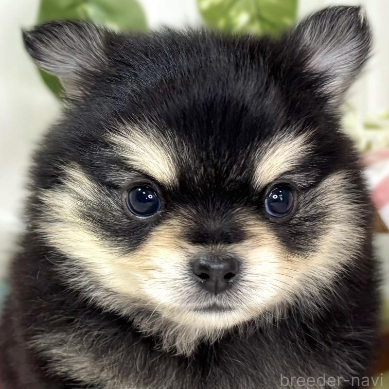 販売中の滋賀県のポメチワ:ポメラニアン×チワワ-439709の1枚目