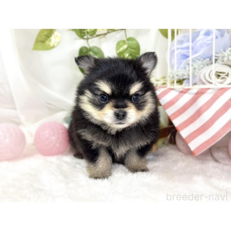 販売中の滋賀県のポメチワ:ポメラニアン×チワワ-439709の4枚目
