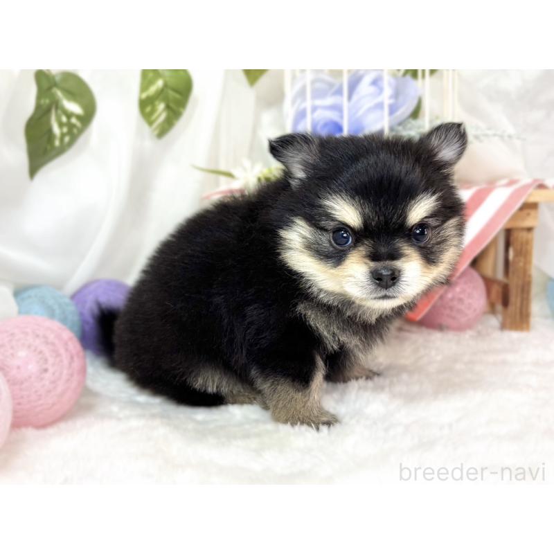 販売中の滋賀県のポメチワ:ポメラニアン×チワワ-439709の3枚目