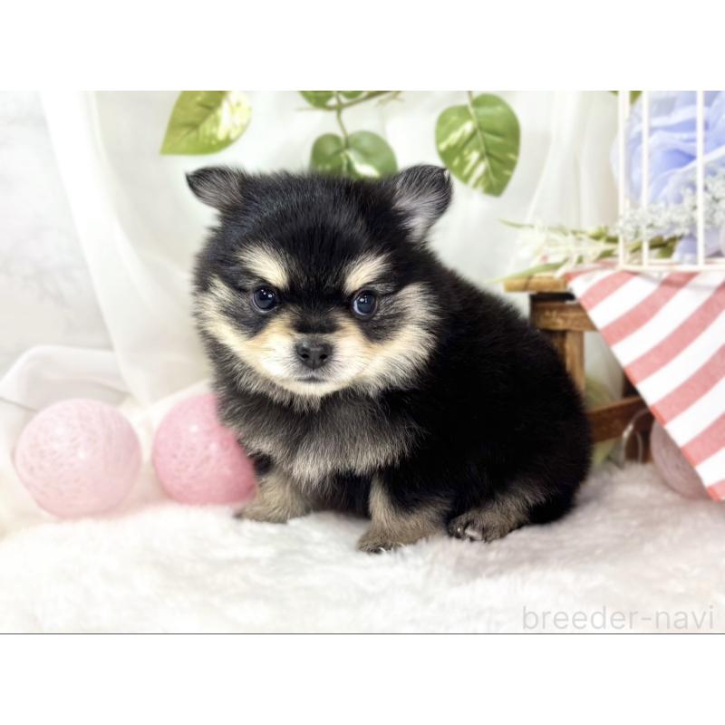 販売中の滋賀県のポメチワ:ポメラニアン×チワワ-439709の2枚目