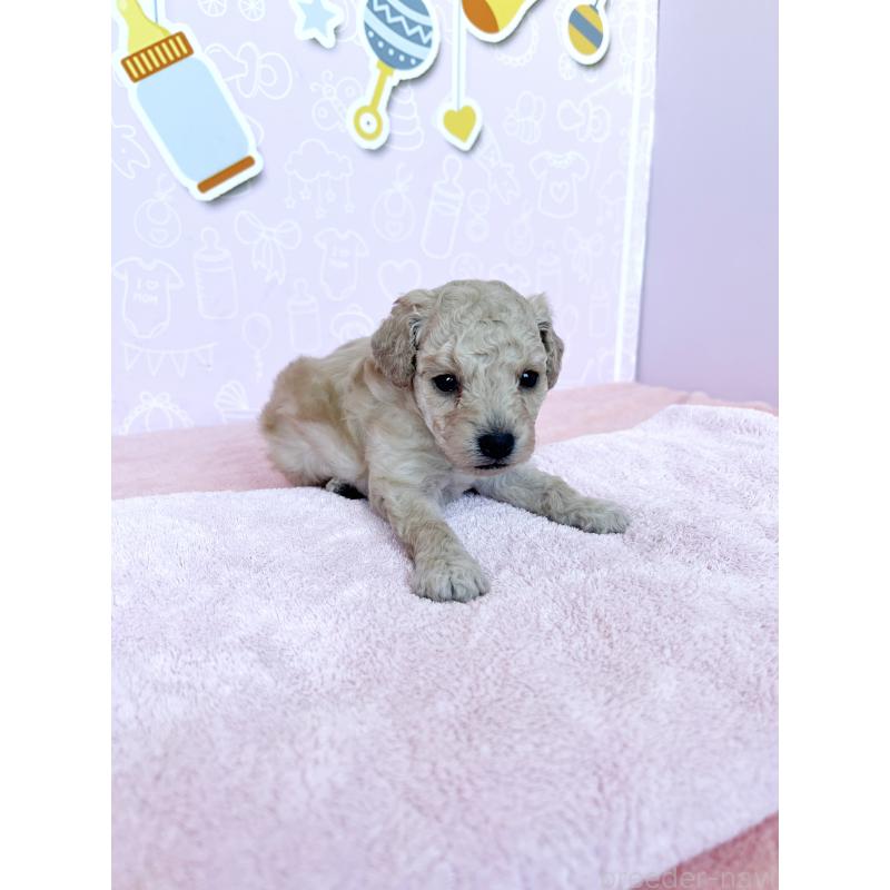 販売中の東京都のトイプードル-439745の5枚目