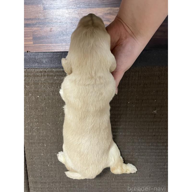 販売中の東京都のゴールデンドゥードル:ゴールデンレトリーバー×プードル-439708の2枚目