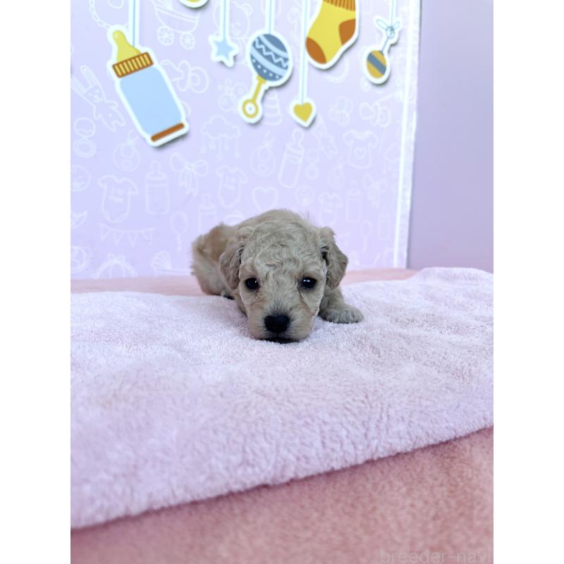 販売中の東京都のトイプードル-439745の4枚目