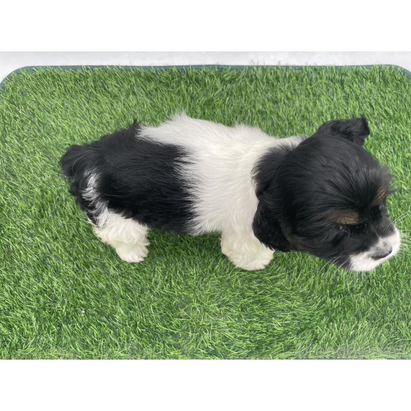 販売中の愛知県のアメリカンコッカースパニエル-439710の4枚目