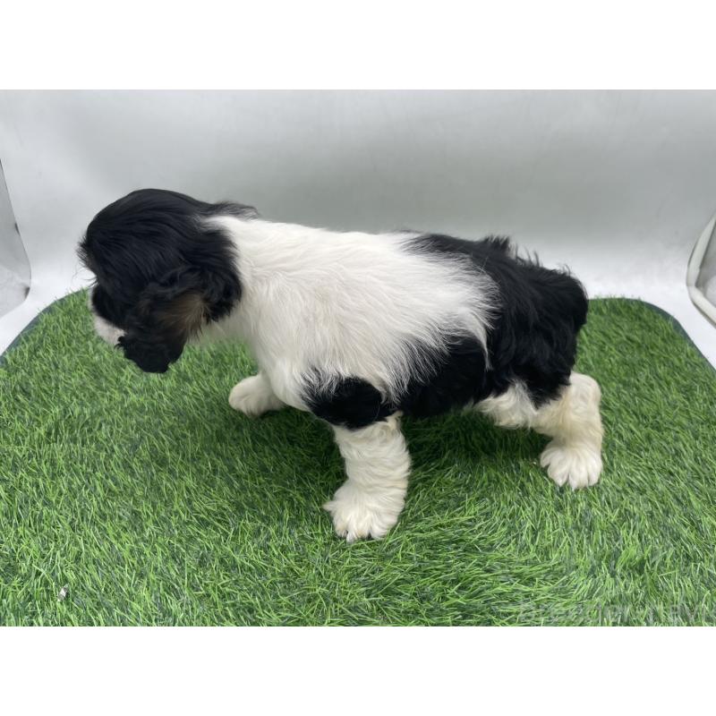 販売中の愛知県のアメリカンコッカースパニエル-439710の3枚目