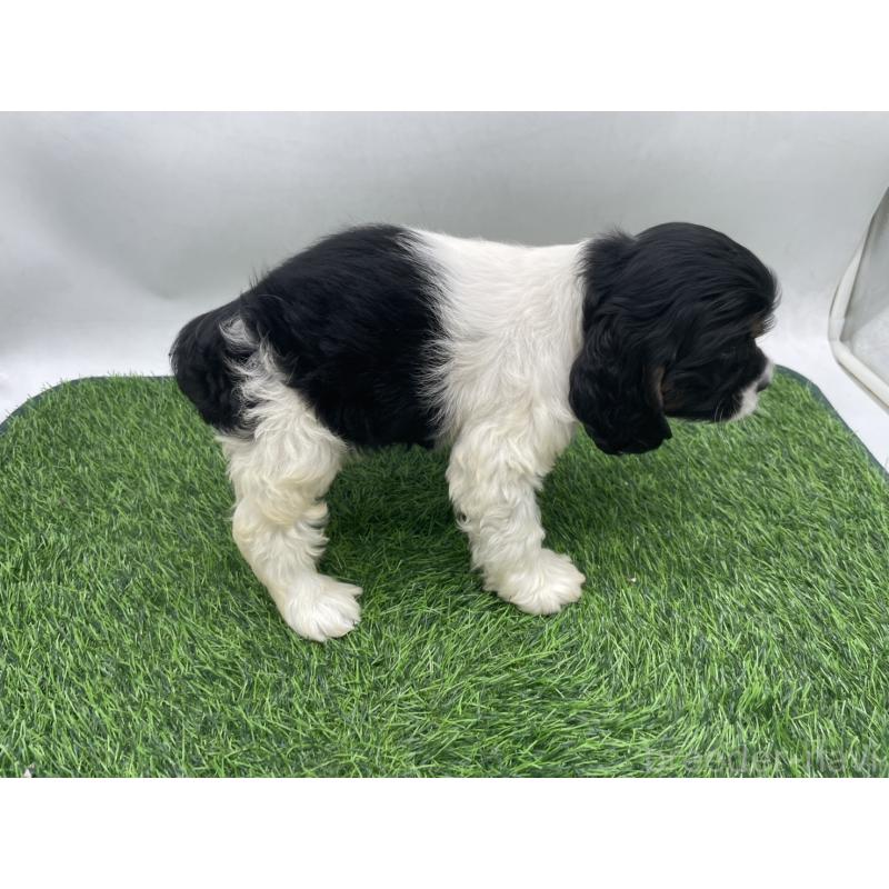 販売中の愛知県のアメリカンコッカースパニエル-439710の2枚目