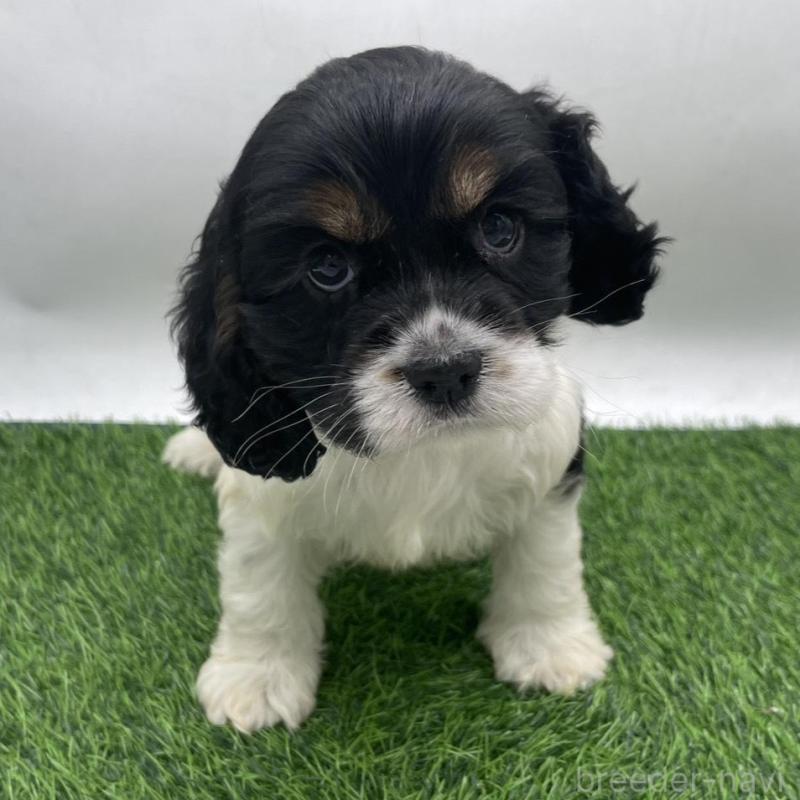 販売中の愛知県のアメリカンコッカースパニエル-439710