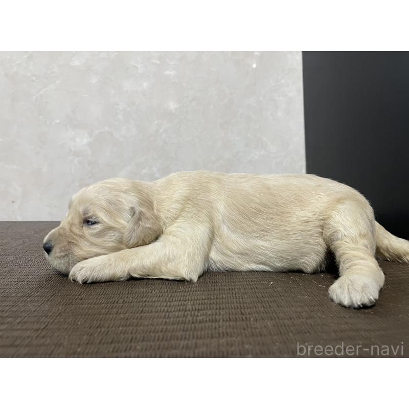 販売中の東京都のゴールデンドゥードル:ゴールデンレトリーバー×プードル-439711の5枚目