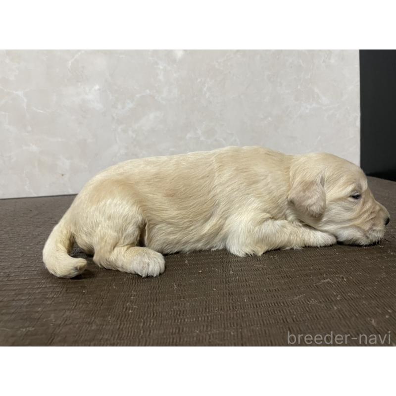 販売中の東京都のゴールデンドゥードル:ゴールデンレトリーバー×プードル-439711の4枚目