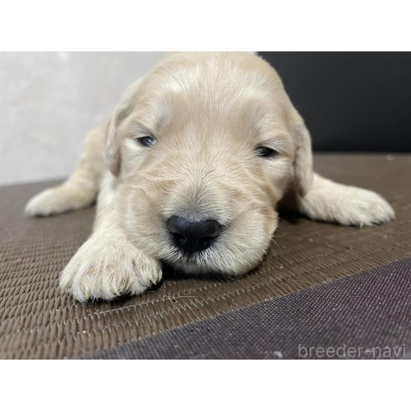 販売中の東京都のゴールデンドゥードル:ゴールデンレトリーバー×プードル-439711の3枚目