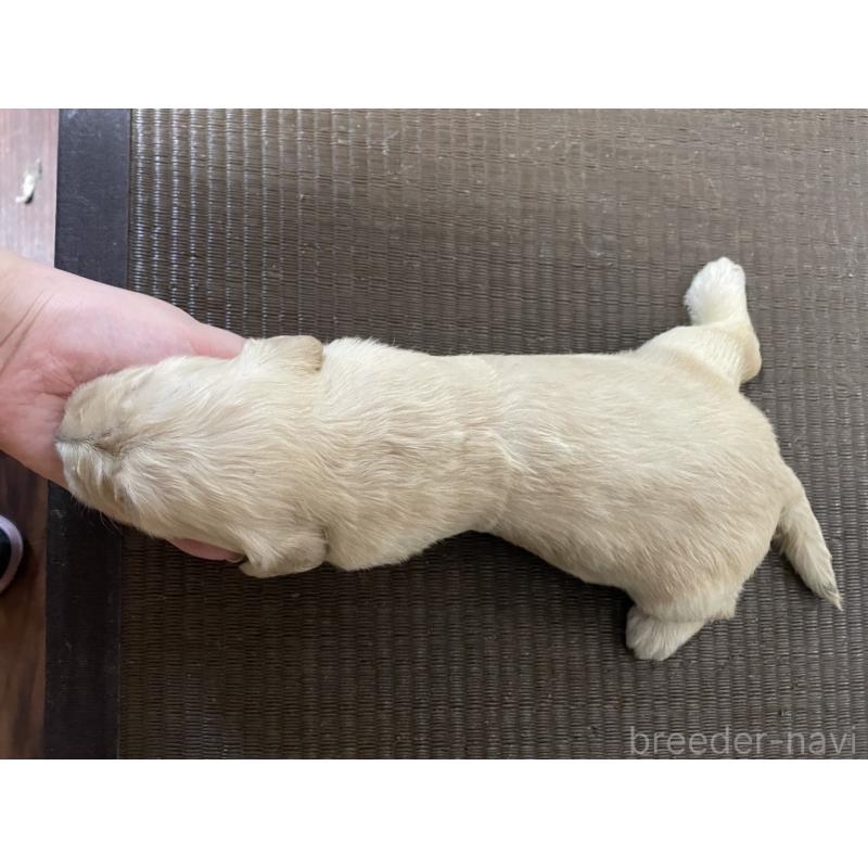 販売中の東京都のゴールデンドゥードル:ゴールデンレトリーバー×プードル-439711の2枚目