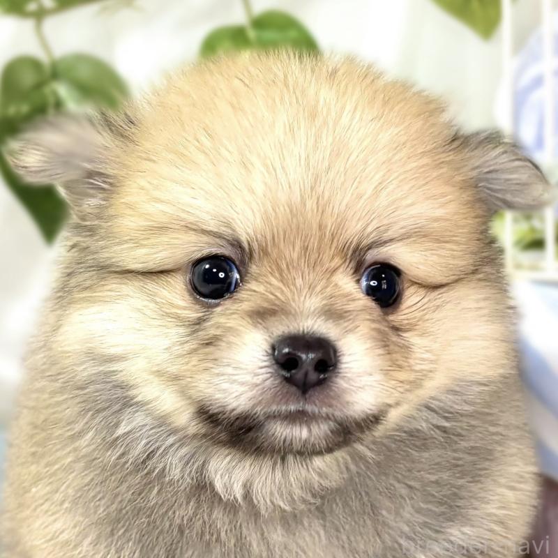 販売中の滋賀県のポメチワ:ポメラニアン×チワワ-439712の1枚目